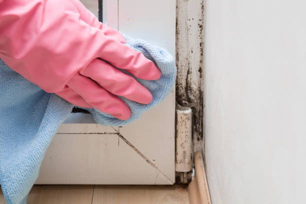 Best Commercial Mold Removal  in Fruitland Park, FL