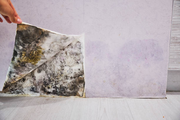Best Same-Day Mold Removal  in Fruitland Park, FL